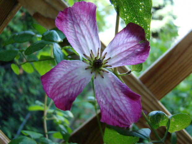 Clematis viticella 'Tango'