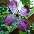 Clematis viticella 'Tango'