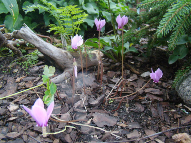 Cyclamen hederifolium