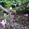 Cyclamen hederifolium