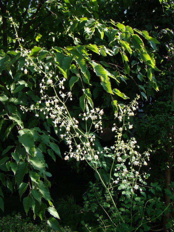 Thalictrum delavayi 'Album'