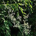 Thalictrum delavayi 'Album'