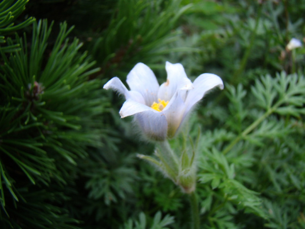 Pulsatilla turczaninowii