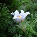 Pulsatilla turczaninowii