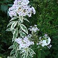 Phlox paniculata 'Norah Leigh'