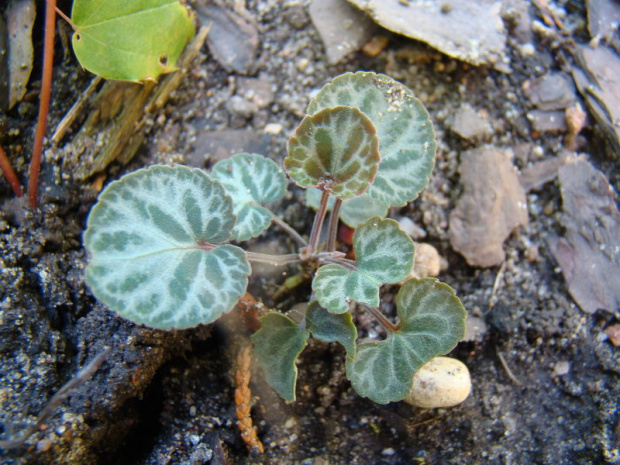 Viola variegata 'Sylettas'