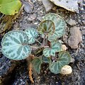 Viola variegata 'Sylettas'