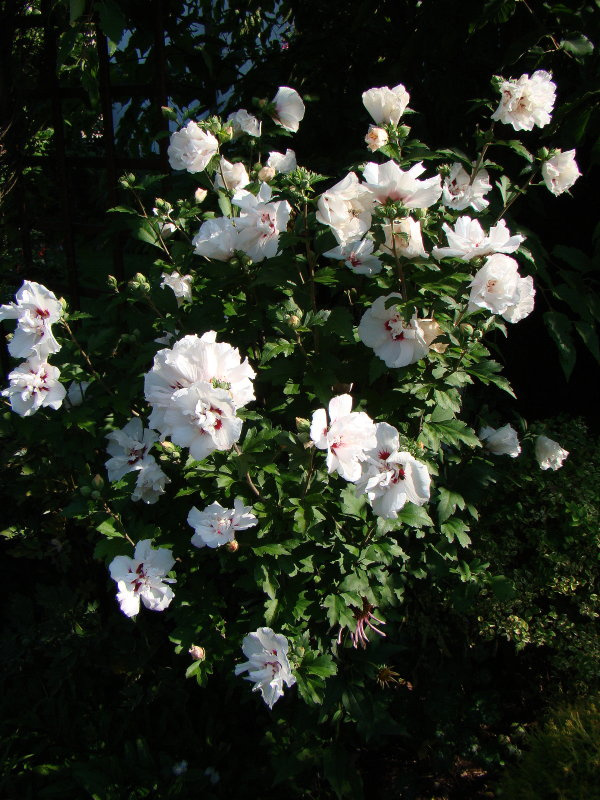 Hibiscus syriacus 'Speciosus'