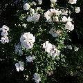 Hibiscus syriacus 'Speciosus'