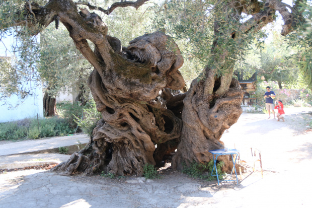 Drzewo oliwne ok 2500 lat... W m. Exo Hora
