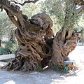 Drzewo oliwne ok 2500 lat... W m. Exo Hora