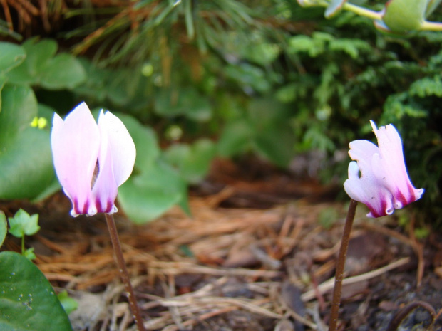 Cyclamen hederifolium