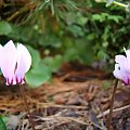 Cyclamen hederifolium