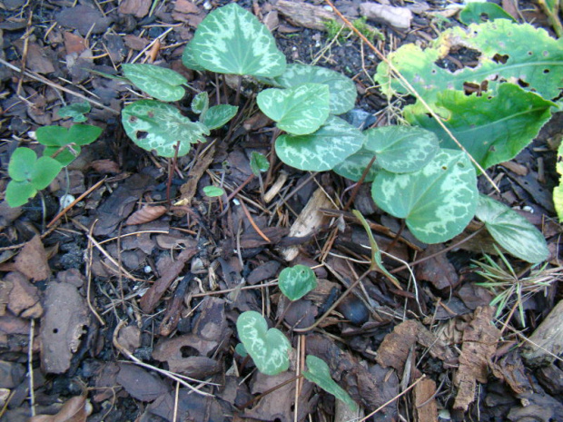 Cyclamen purpurascens