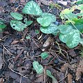 Cyclamen purpurascens