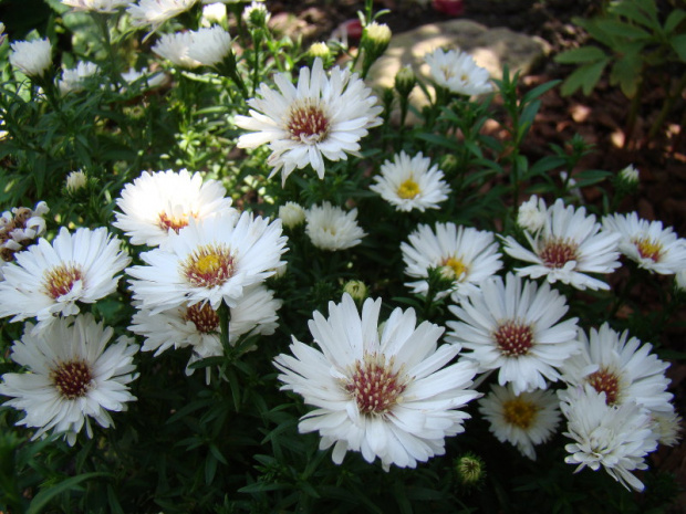 Aster novi-belgii 'Almira White'