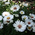 Aster novi-belgii 'Almira White'