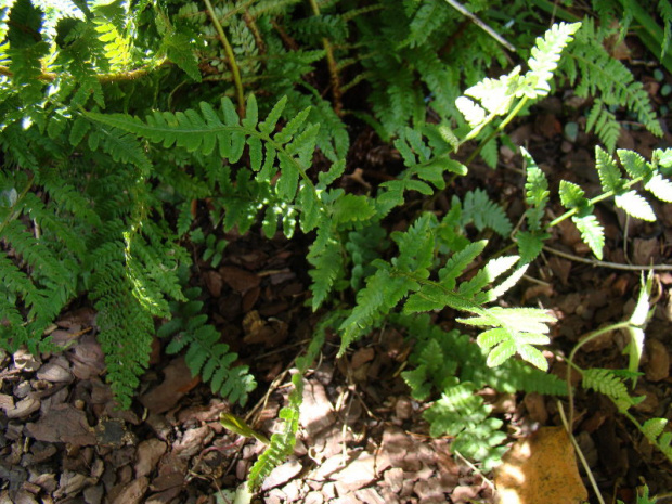 Lunathyrium angustata