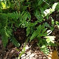 Lunathyrium angustata