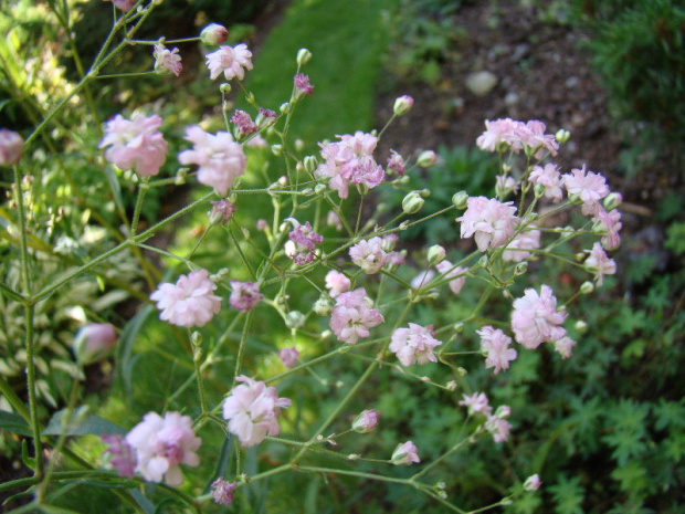 Gypsophila paniculata 'Festival Pink'