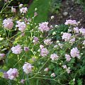 Gypsophila paniculata 'Festival Pink'