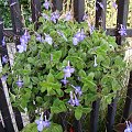 Streptocarpus saxorum