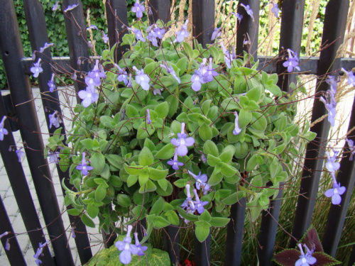 Streptocarpus saxorum