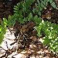 Lunathyrium angustata