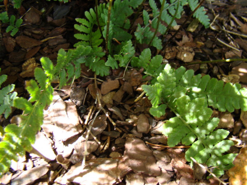 Lunathyrium angustata