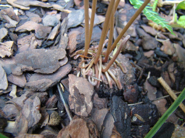 Cyclamen hederifolium