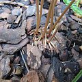 Cyclamen hederifolium