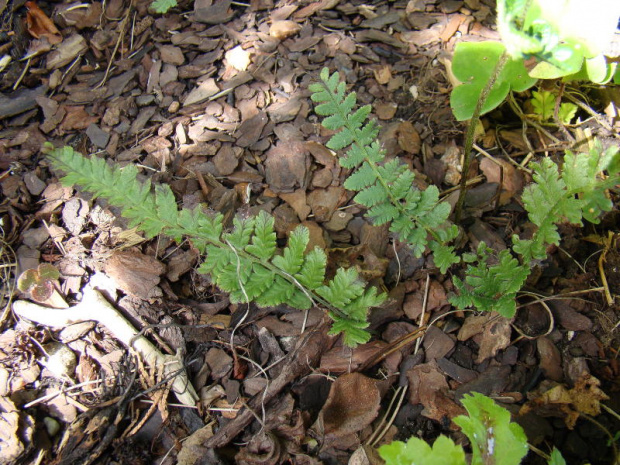 Lunathyrium angustata