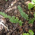 Lunathyrium angustata