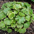 Saxifraga fortunei 'Cheap Confections'