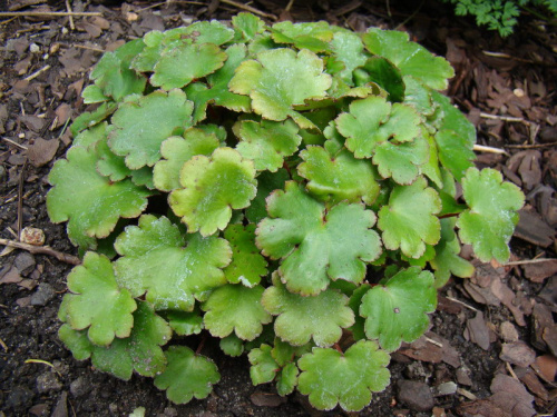 Saxifraga fortunei 'Cheap Confections'