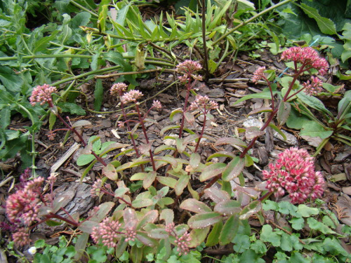 Sedum 'Desert Red'