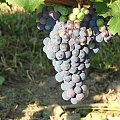 Cabernet Franc grono