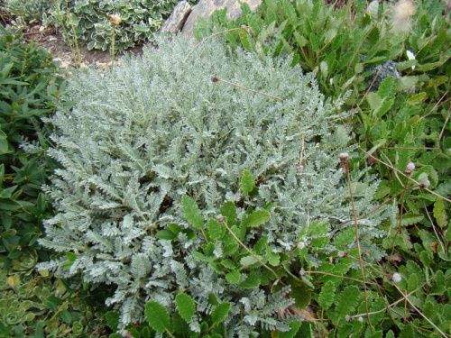 Astragalus angustifolius