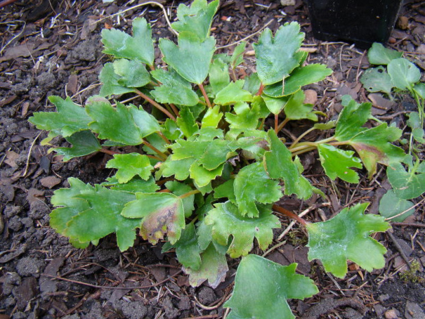 Saxifraga fortunei 'Shiranami'