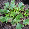 Saxifraga fortunei 'Shiranami'