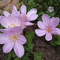 Colchicum byzantinum