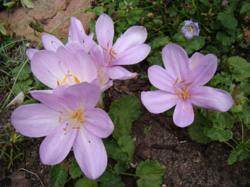 Colchicum byzantinum