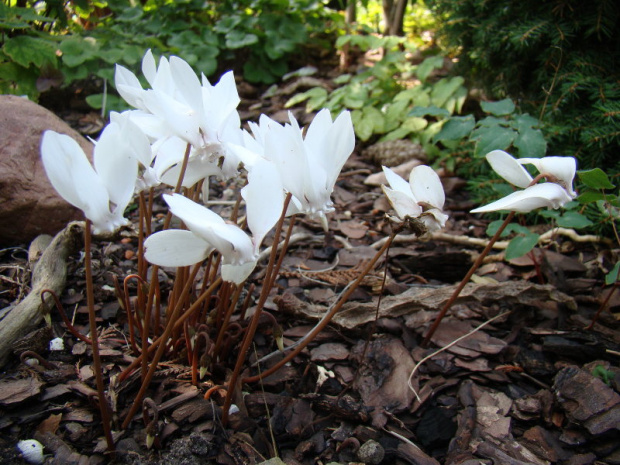 Cyclamen hederifolium