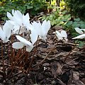 Cyclamen hederifolium