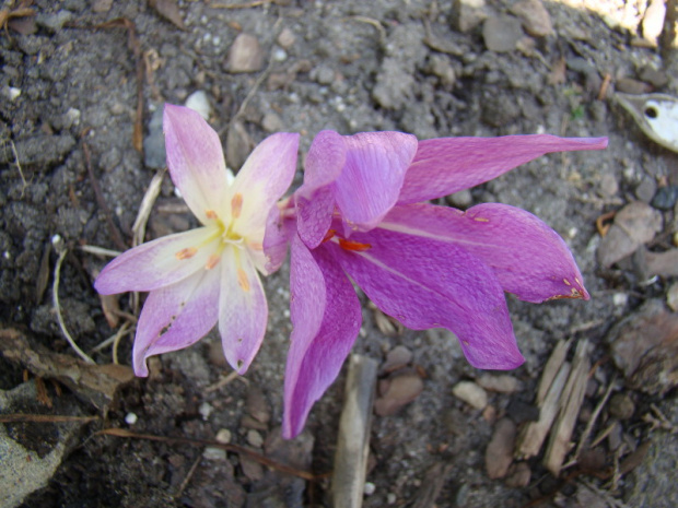 colchicum