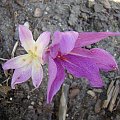 colchicum