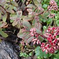 Sedum 'Desert Red'