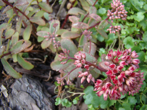 Sedum 'Desert Red'