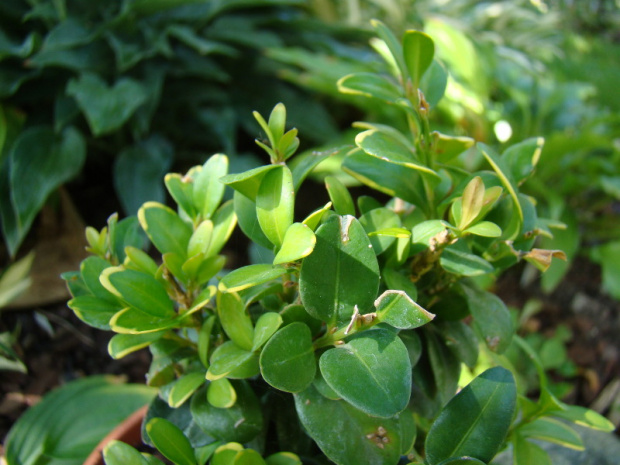 buxus nn