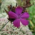 Dianthus carthusianorum